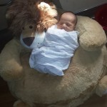 declin_lion_1_day_old